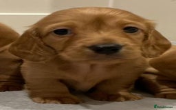 Miniature Dachshund dogs for sale: Beautiful miniature Dachshund puppies  - Image 12