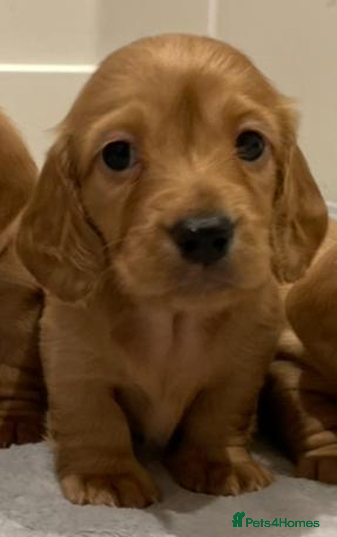 Miniature Dachshund dogs for sale: Beautiful miniature Dachshund puppies  - Image 12