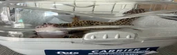 Leopard Gecko reptiles for sale: leopard geckos 1male/1female with exoterra viv in March - Advert 28
