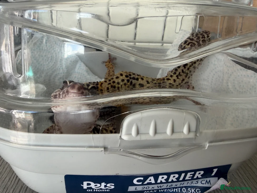 Leopard Gecko reptiles for sale: leopard geckos 1male/1female with exoterra viv in March - Advert 28