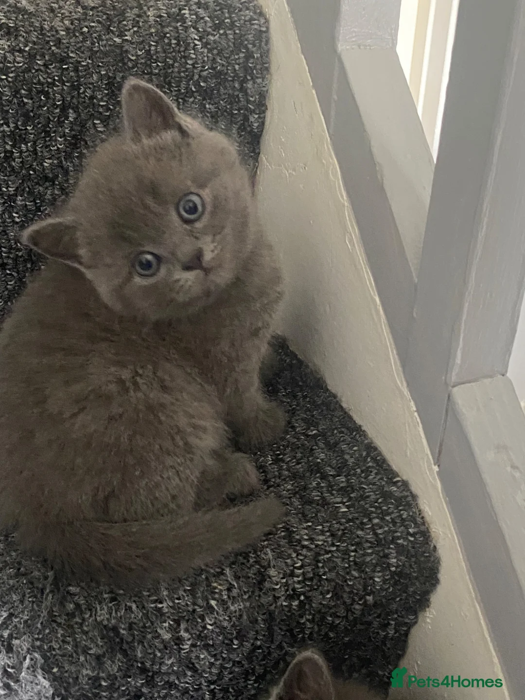 British Longhair cats for sale: 4 beautiful British Shorthair Kittens - Advert 2