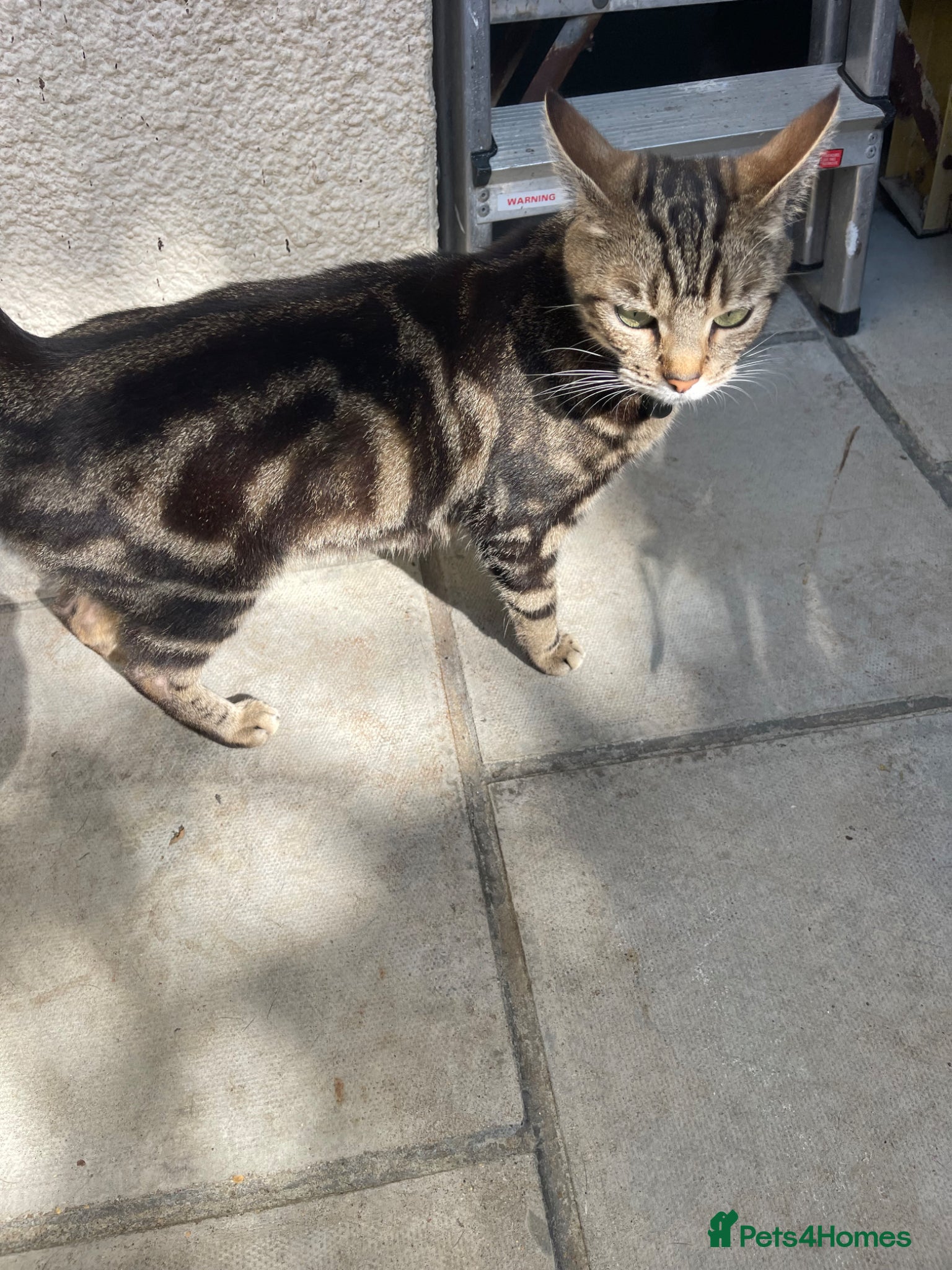 Mixed Breed cats Kittern - Advert 1