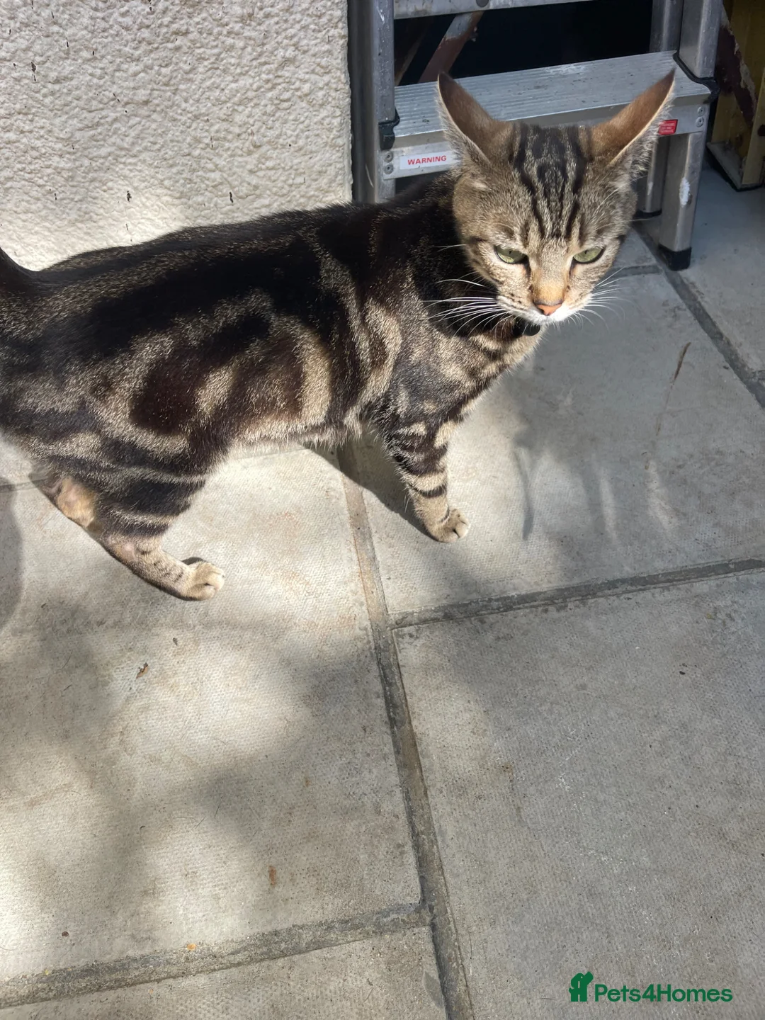 Mixed Breed cats for sale: Kittern - Advert 1