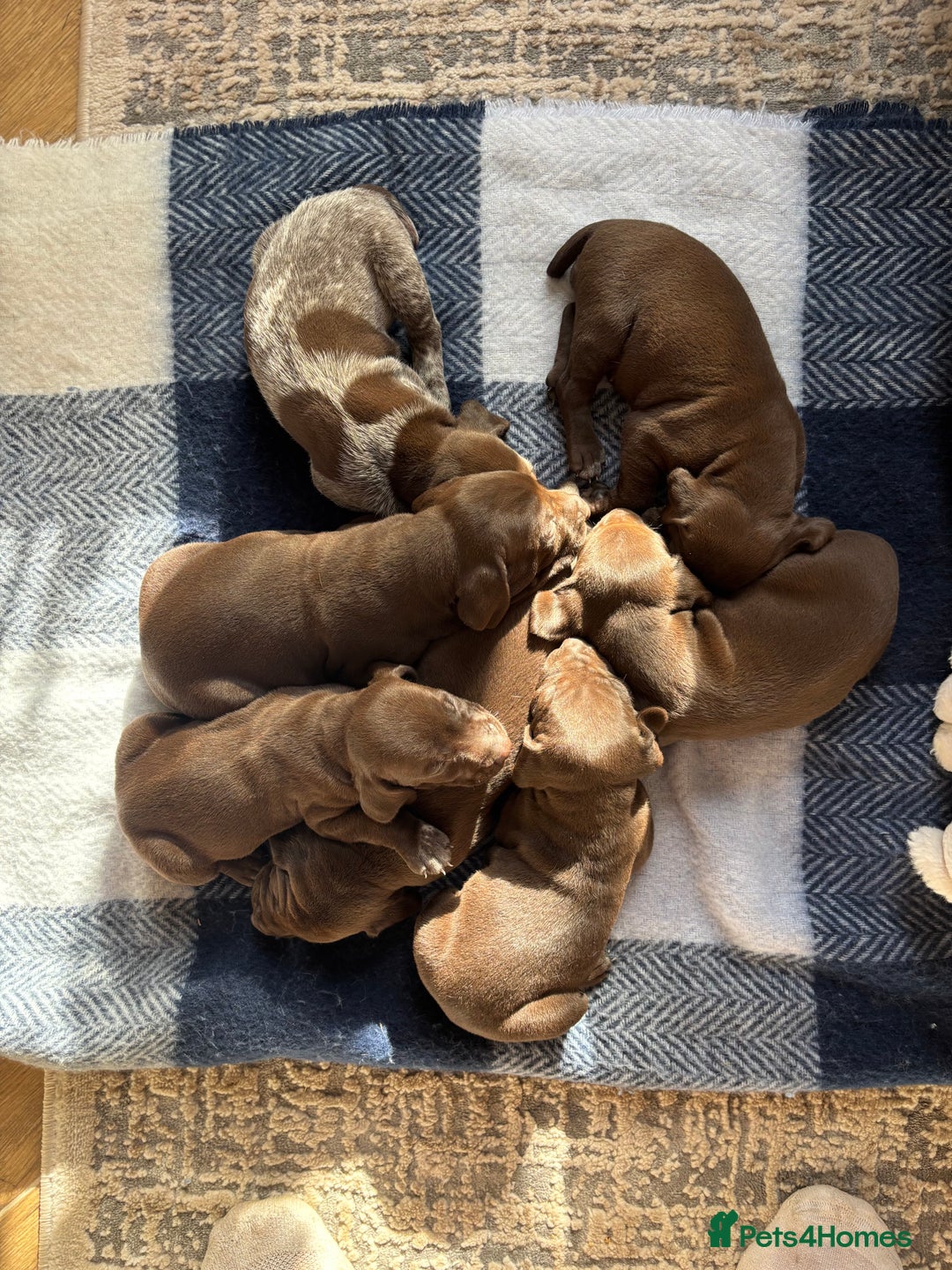 German Shorthaired Pointer dogs for sale: Stunning KC German Shorthaired Pointer Puppies - Image 14
