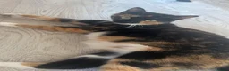 Mixed Breed cats for sale: 5 kittens  in Scunthorpe - Advert 1