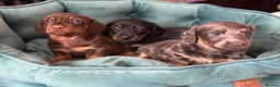 Miniature Dachshund dogs for stud: **RogueRoyales Luxe** PRA Clear Long Hair in Wolverhampton - Advert 12
