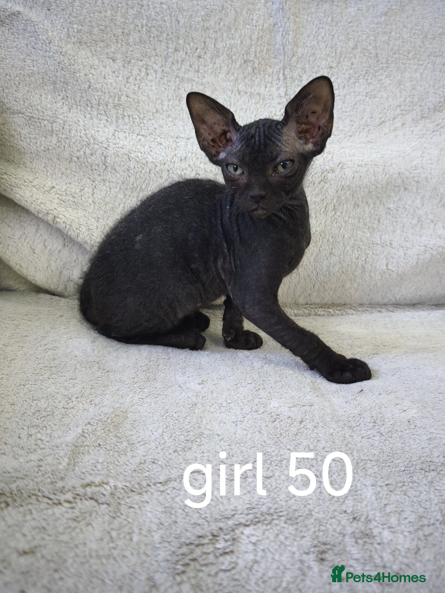 Mixed Breed cats Mixed sphinx kittens for sale  - Advert 1