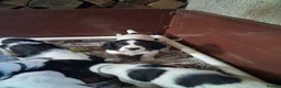 English Springer Spaniel dogs for sale: Working Springer Spaniel Puppies  - Advert 3