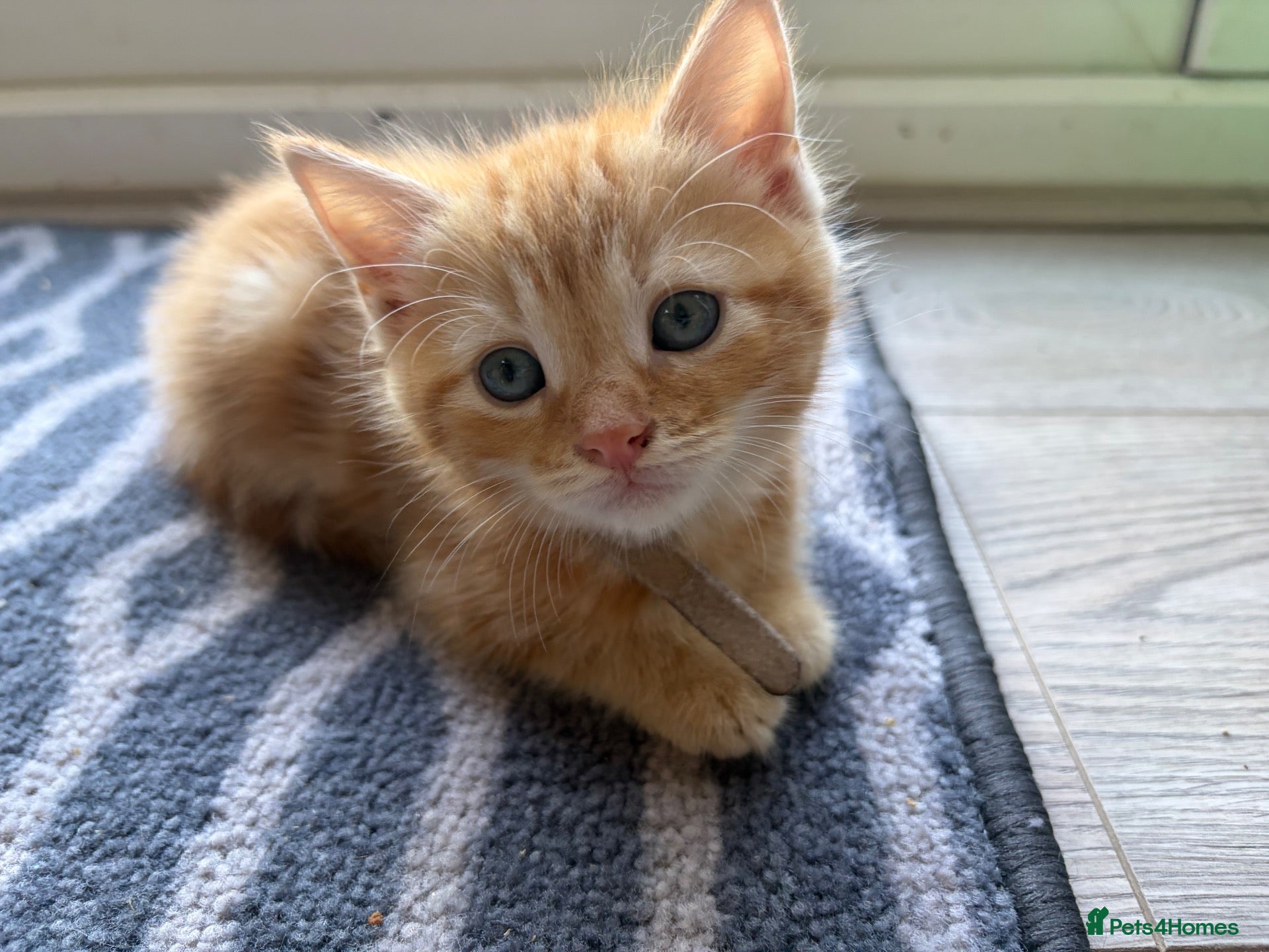 British Shorthair cats Beautiful ginger striped kittens - Advert 2