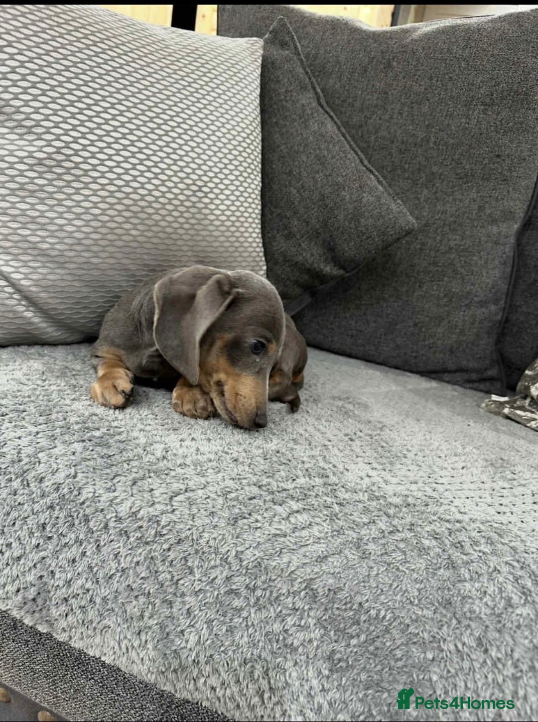 Dachshund dogs for sale: Dachshund  - Advert 3