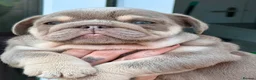 English Bulldog dogs for sale: Stunning bulldog puppies for sale  - Advert 7