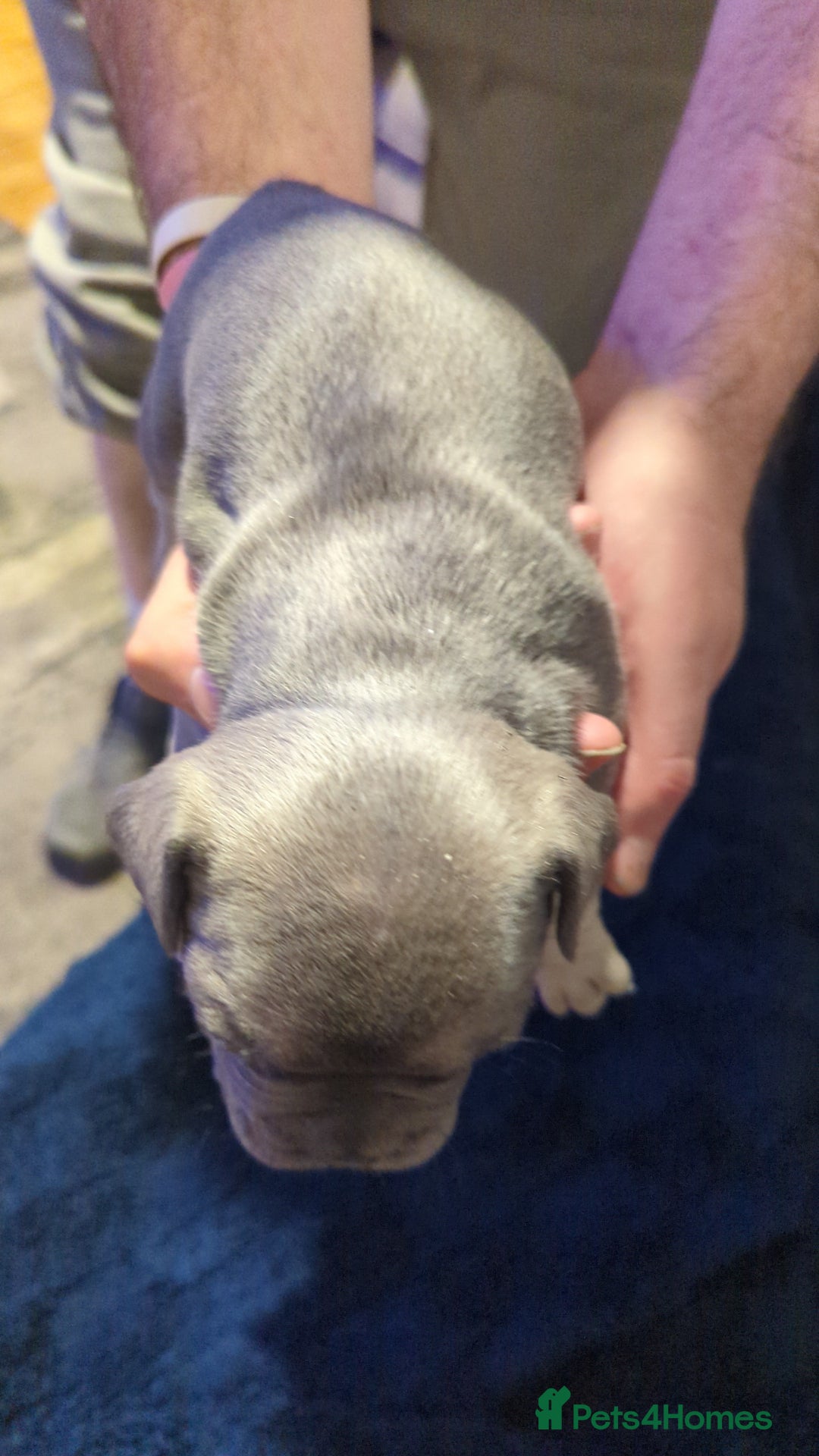 French Bulldog dogs for sale:  🐶 Adorable French Bulldog Puppies December! 🐶 - Image 10