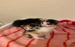 Domestic Shorthair cats for sale: 🐾 3 Beautiful Kittens Looking for Loving 🐾 🐾  - Image 8