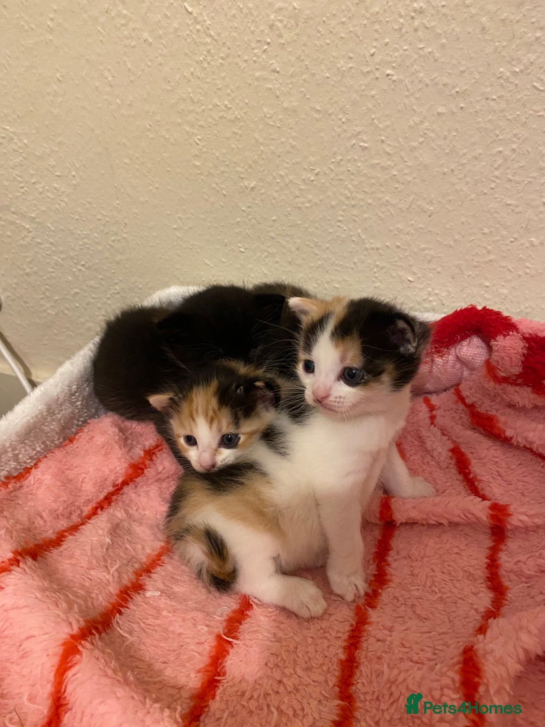 Domestic Shorthair cats for sale: 🐾 3 Beautiful Kittens Looking for Loving 🐾 🐾  - Image 8