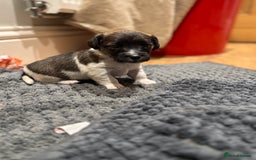 Jack Russell dogs for sale: Beautiful Stocky Short Terriers - Image 9