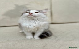 Siberian cats for sale: TICA Siberian Kittens Hypoallergenic Family Raised - Image 2