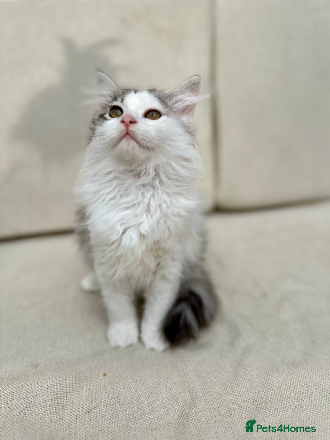 Siberian cats for sale: TICA Siberian Kittens Hypoallergenic Family Raised - Image 2
