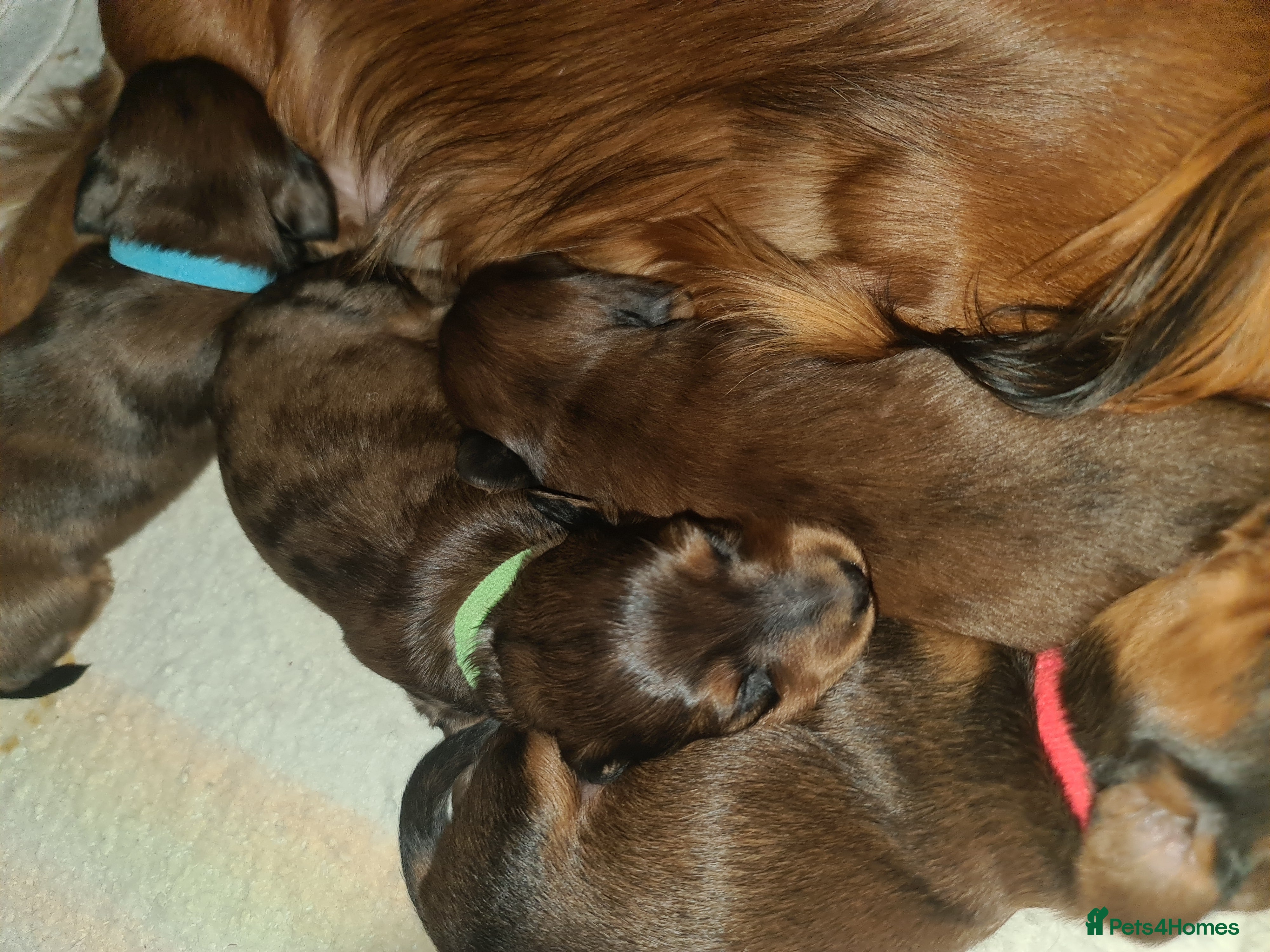 Miniature Dachshund dogs RED DAPPLE Champion bloodlines Pedigree MINI dach - Advert 1