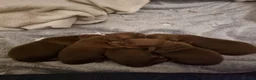Miniature Dachshund dogs for sale: KC Registered Miniature Dachshund Puppies in Newtownabbey - Advert 6