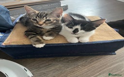 British Shorthair cats for sale: Playful kittens ready for loving homes - Image 12