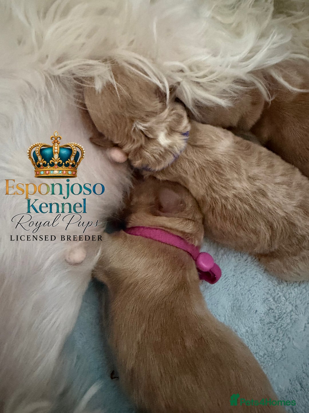 Maltipoo dogs for sale: 👑One in a Million Ultra Tiny F1 Asian Maltipoo👑 - Advert 13