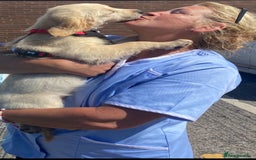 Golden Retriever dogs for sale: Rare & wonderful petite golden retrievers - Image 35
