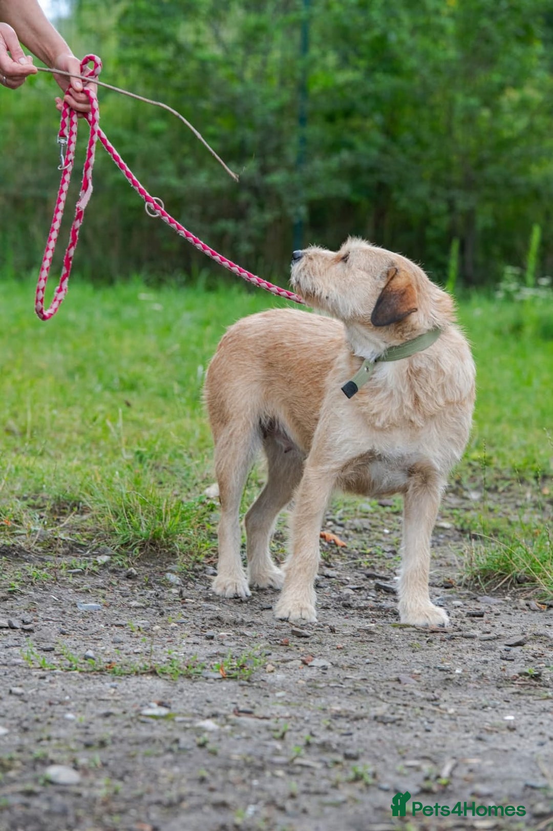 Mixed Breed dogs for adoption: 💖🐶 DUNA 🐶💖 - Advert 10