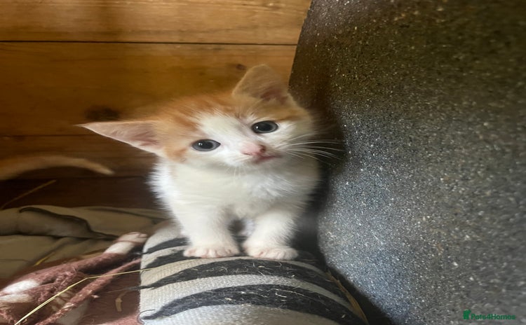 Mixed Breed cats in Cullompton - Advert 1