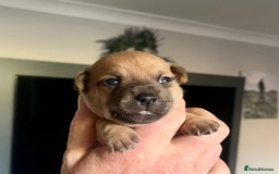 Jack Russell dogs for sale: ** Stunning Pure Miniature Jack Russell Pups ** - Image 17