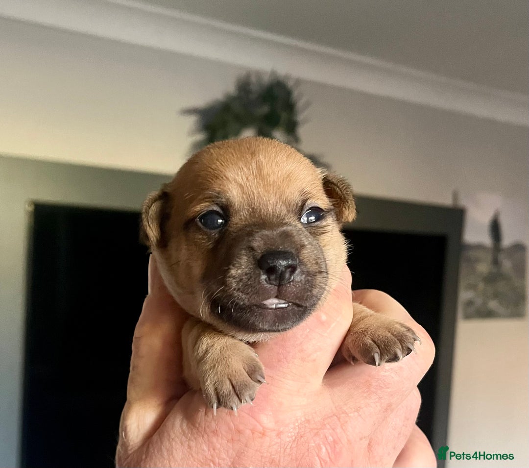 Jack Russell dogs for sale: ** Stunning Pure Miniature Jack Russell Pups ** - Image 17
