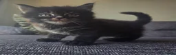 Mixed Breed cats for sale: Adorable long haired girls looking for 5* homes - Advert 2