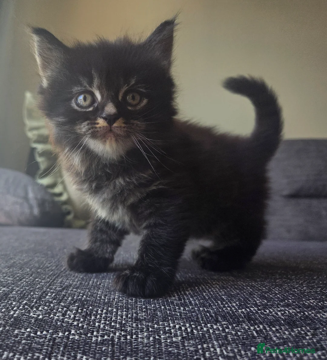 Mixed Breed cats for sale: Adorable long haired girls looking for 5* homes - Advert 2