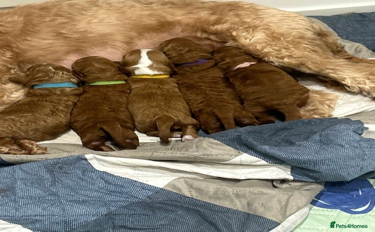 Cavapoo dogs - Advert 2