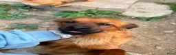 Mixed Breed dogs for adoption: Bert  in Brighton - Advert 7