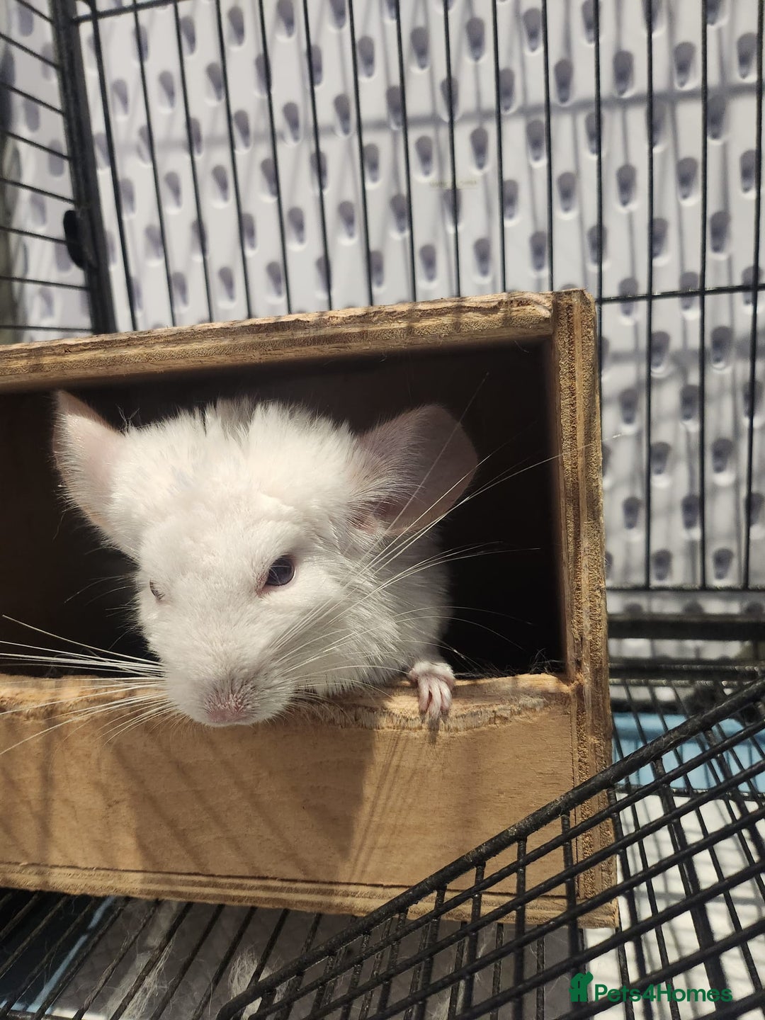 Chinchilla rodents for sale: ❄️Beautiful Pink White Chinchilla with Red Eyes❄️ - Advert 6
