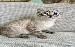 Savannah cats for sale: Awesome snow leopard Keetso male  - Image 6