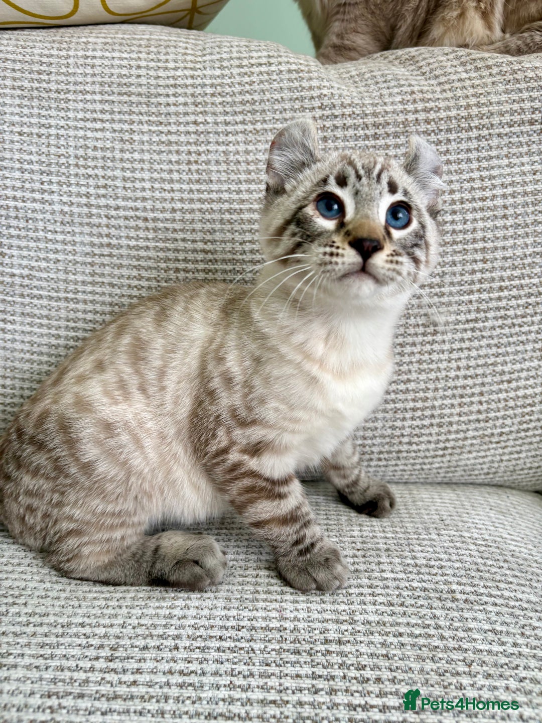 Savannah cats for sale: Awesome snow leopard Keetso male  - Image 6