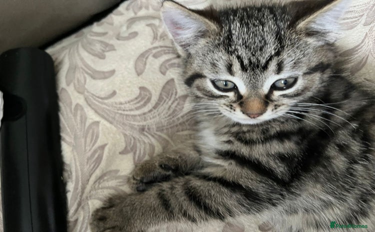 Mixed Breed cats - Advert 13