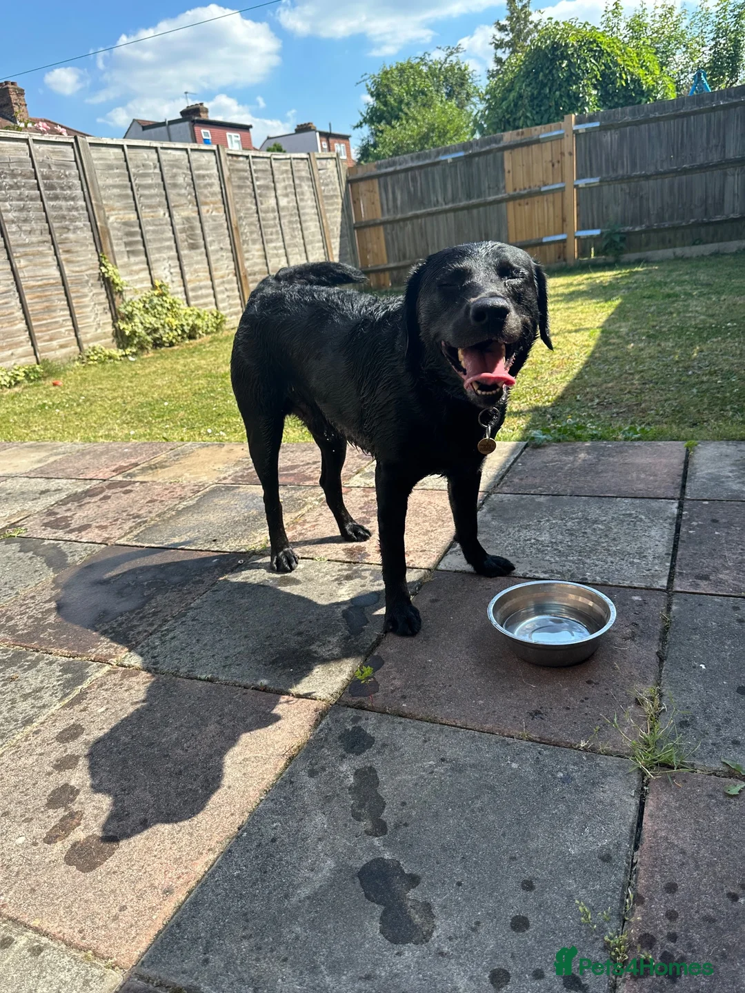 Labrador Retriever dogs for sale: Loving Labrador Looking for His Forever Home in London - Advert 8