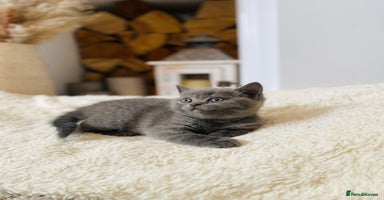 British Shorthair cats - Advert 1