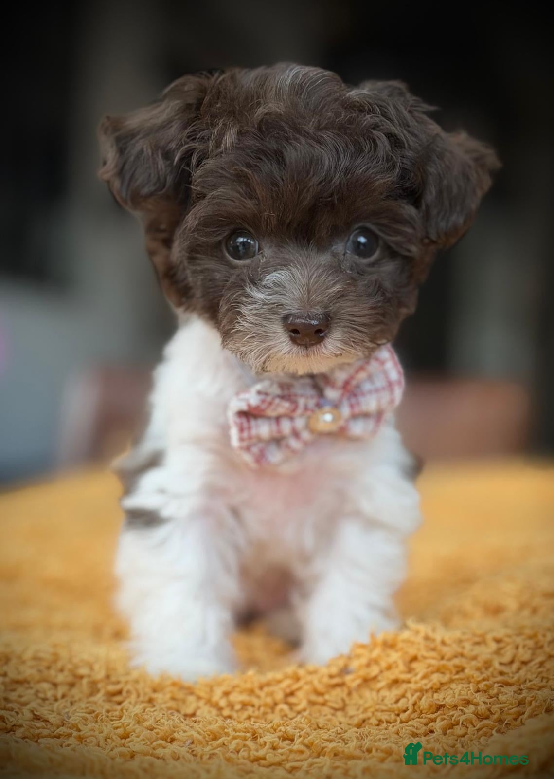 Toy Poodle dogs 🐾 3 Gorgeous Asian Poodle Puppies 🐾 - Advert 1
