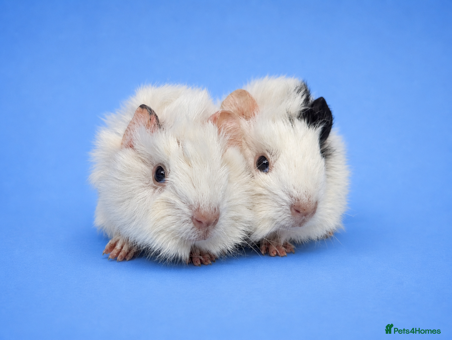 Guinea Pig rodents Abyssinian guinea pig brothers  - Advert 1
