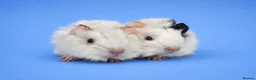 Guinea Pig rodents for sale: Abyssinian guinea pig brothers  - Advert 1
