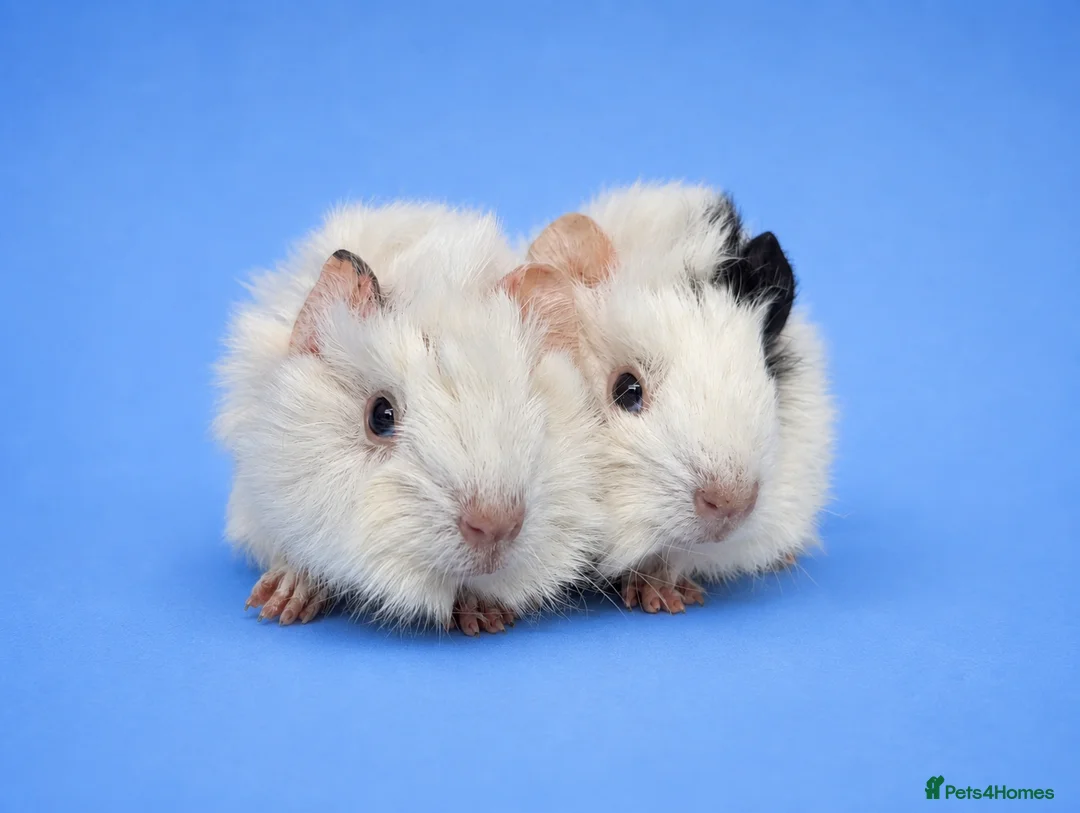 Guinea Pig rodents for sale: Abyssinian guinea pig brothers  - Advert 1