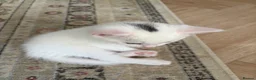 Domestic Shorthair cats for sale: Adorable Kittens – 2 Girls & 3 Boys in Isleworth - Advert 6