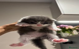 British Shorthair cats for sale: 🐾✨ Looking for Their Forever Home ✨🐾 - Image 10