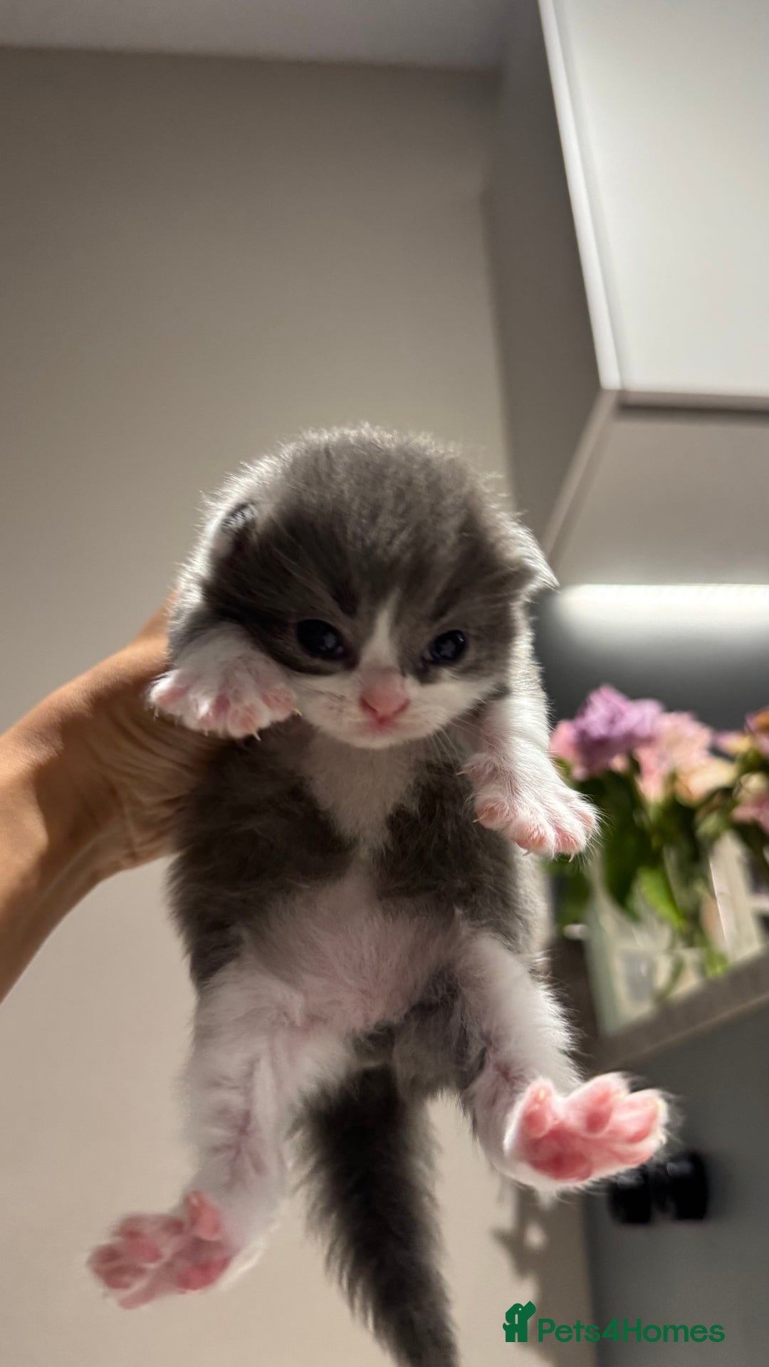British Shorthair cats for sale: 🐾✨ Looking for Their Forever Home ✨🐾 - Image 10