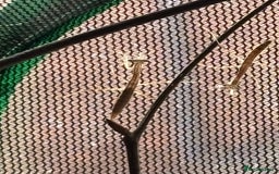 Praying Mantis invertebrates for sale: Praying Mantises for sale - Image 7