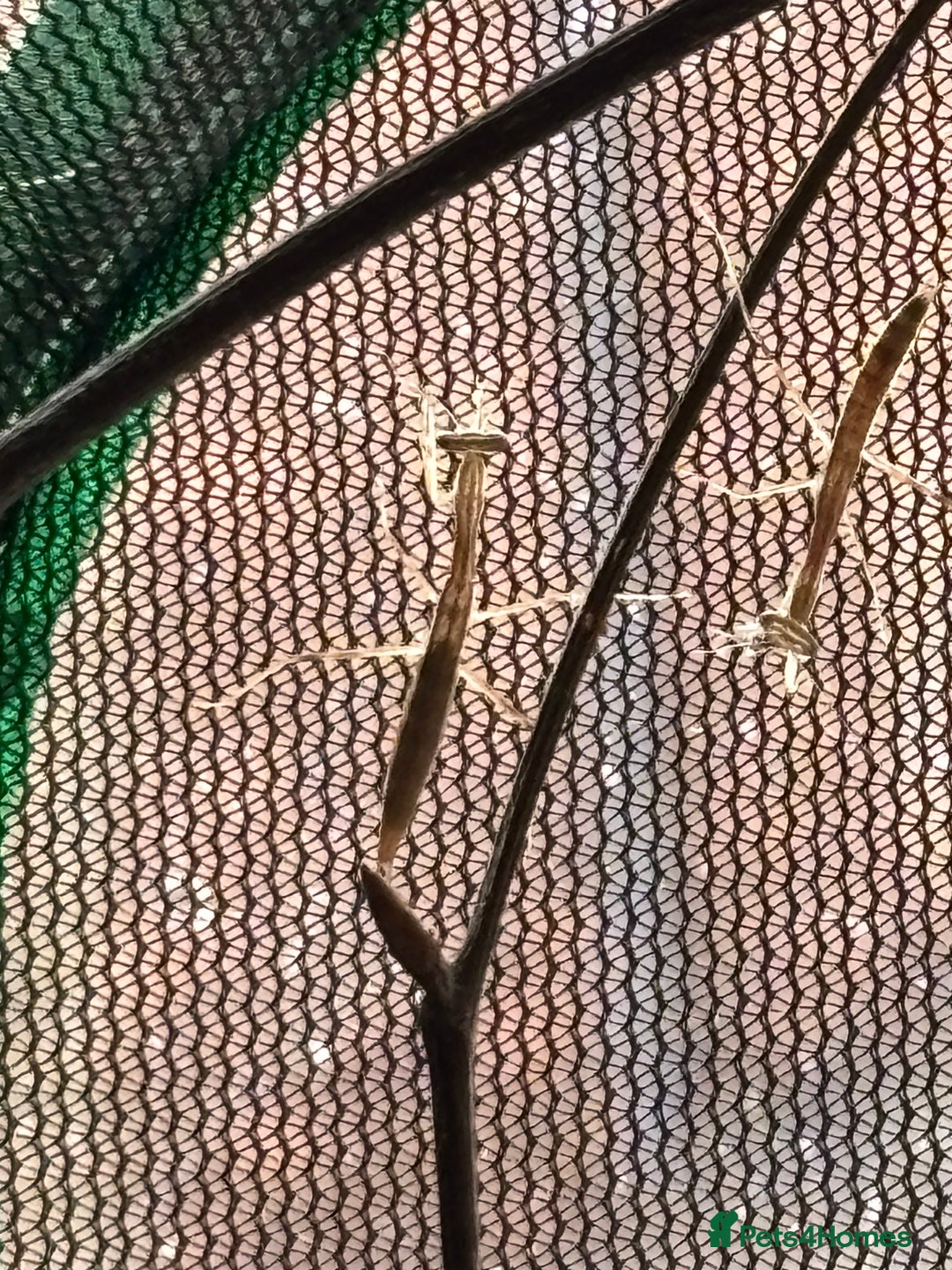 Praying Mantis invertebrates for sale: Praying Mantises for sale - Image 7