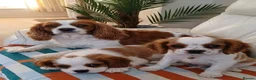 Cavalier King Charles Spaniel dogs for sale: Handsome Cavalier King Charles Spaniel Puppies  - Advert 6